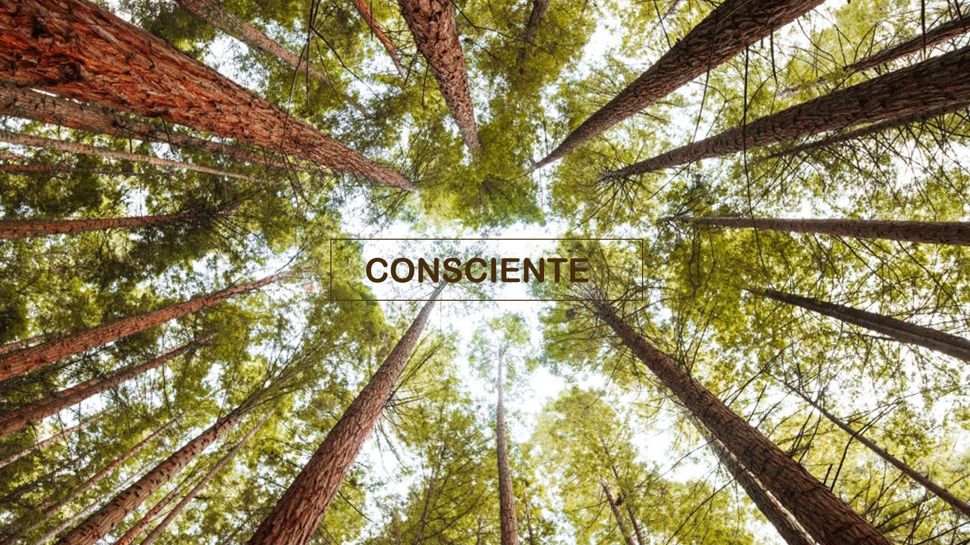 consciente_endbox03
