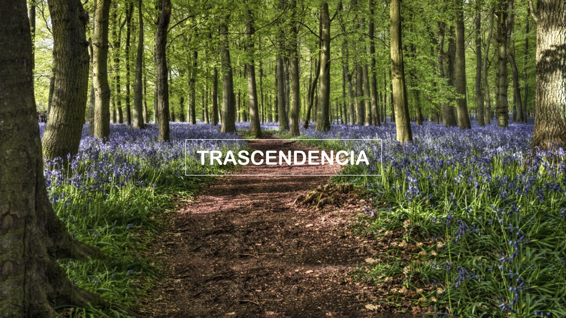 trascendencia_endbox02